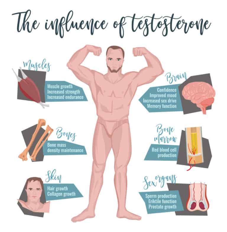 8 Best Testosterone Boosters For Muscle Gain 2019