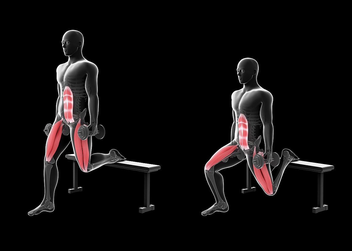 Bulgarian Split Squat Muscles Worked