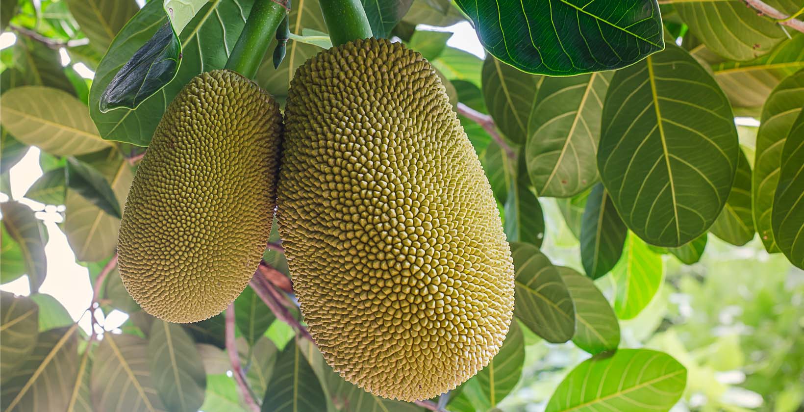 Jackfruit - high proten fuits